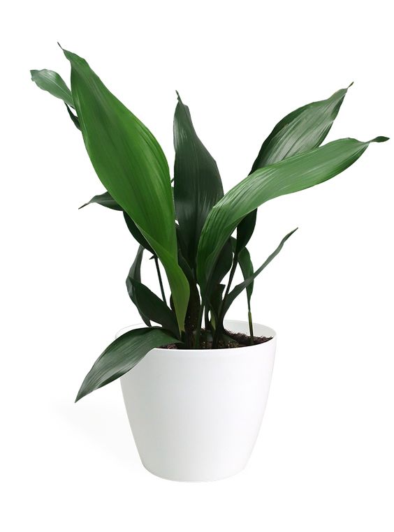 Aspidistra