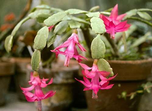 Cactus de Navidad