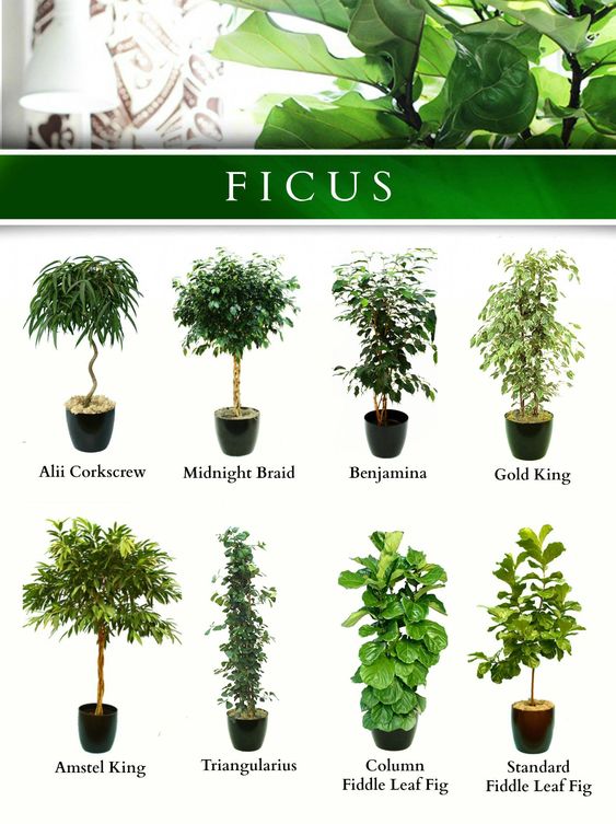 Tipos de Ficus