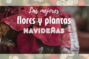 Las mejores flores y plantas navideñas para decorar tu mesa