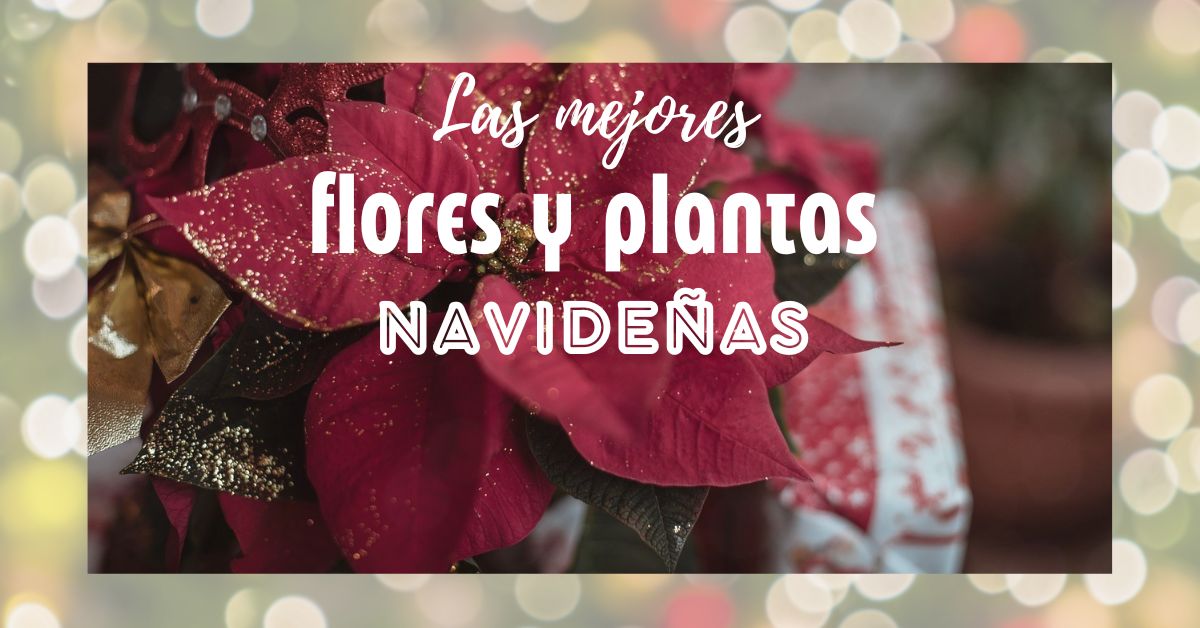 Las mejores flores y plantas navideñas para decorar tu mesa