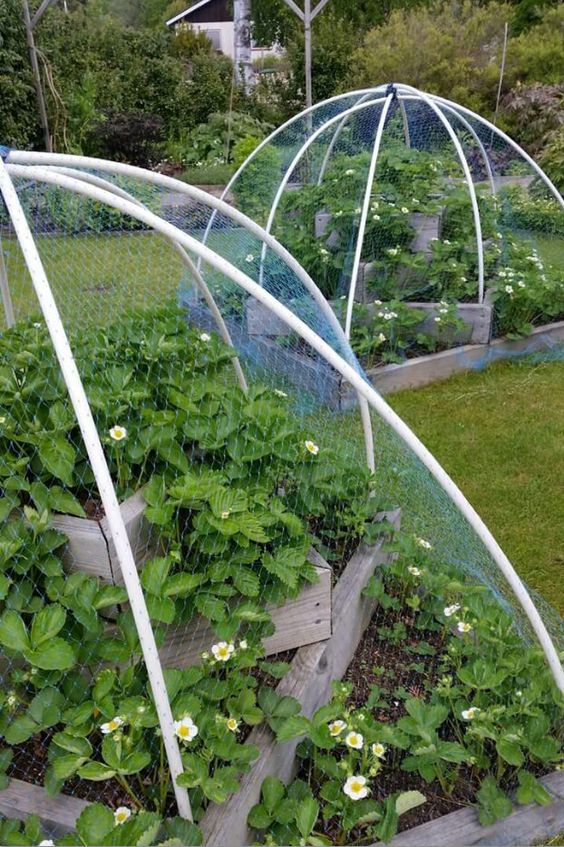 Ideas construir un invernadero en tu jardín