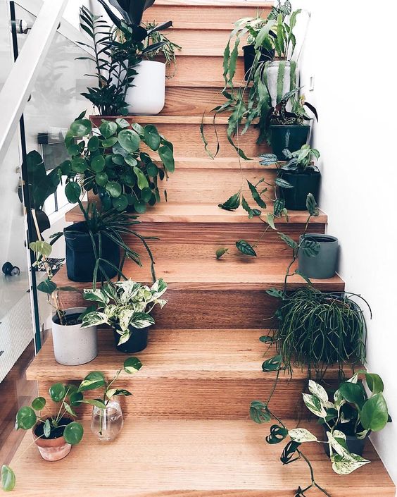 Plantas en escalones