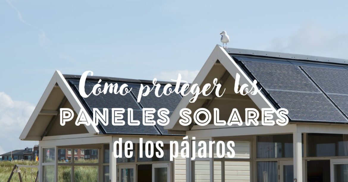 Antipájaros, la opción ideal para proteger tus paneles solares