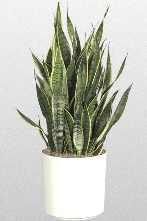 Sansevieria