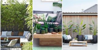 Cómo decorar una terraza con plantas y flores